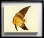 Chaetodon Vespertilio