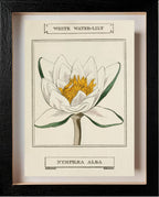 White Water-Lily