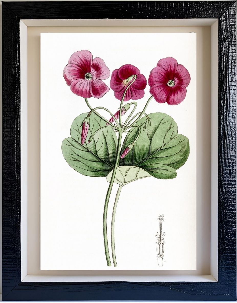 Bowie's Oxalis