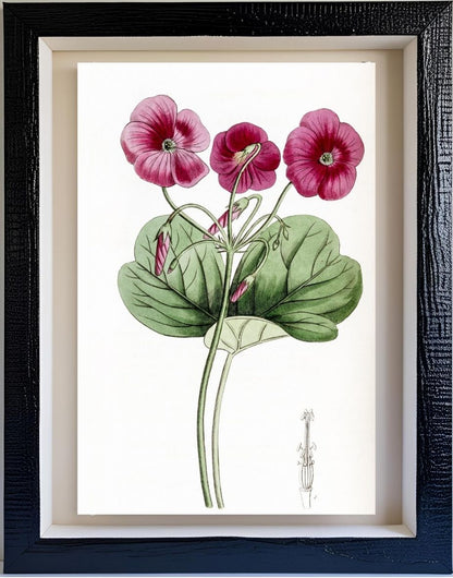 Bowie's Oxalis