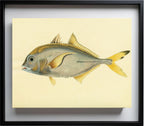 Scomber Heberi
