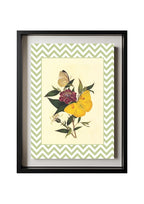Papilio Pyranthe and Papilio Philea