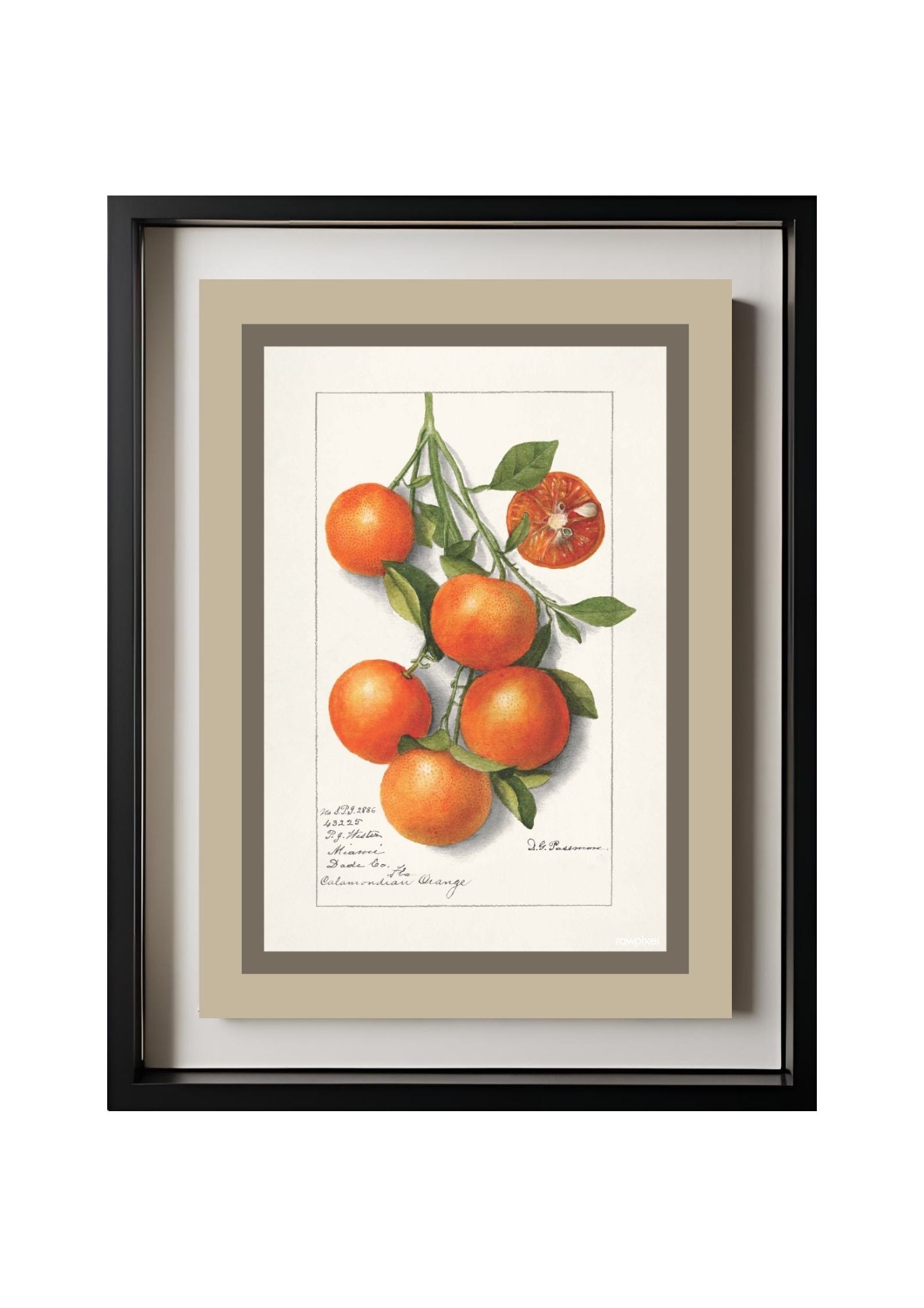 Oranges Calamondrian