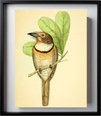 Striped Puff Bird
