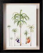 Palmier (Palma Areca)