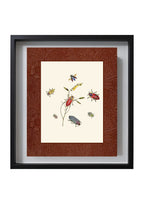 Beetles 2