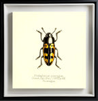 Pselaphacus Nicaraguae