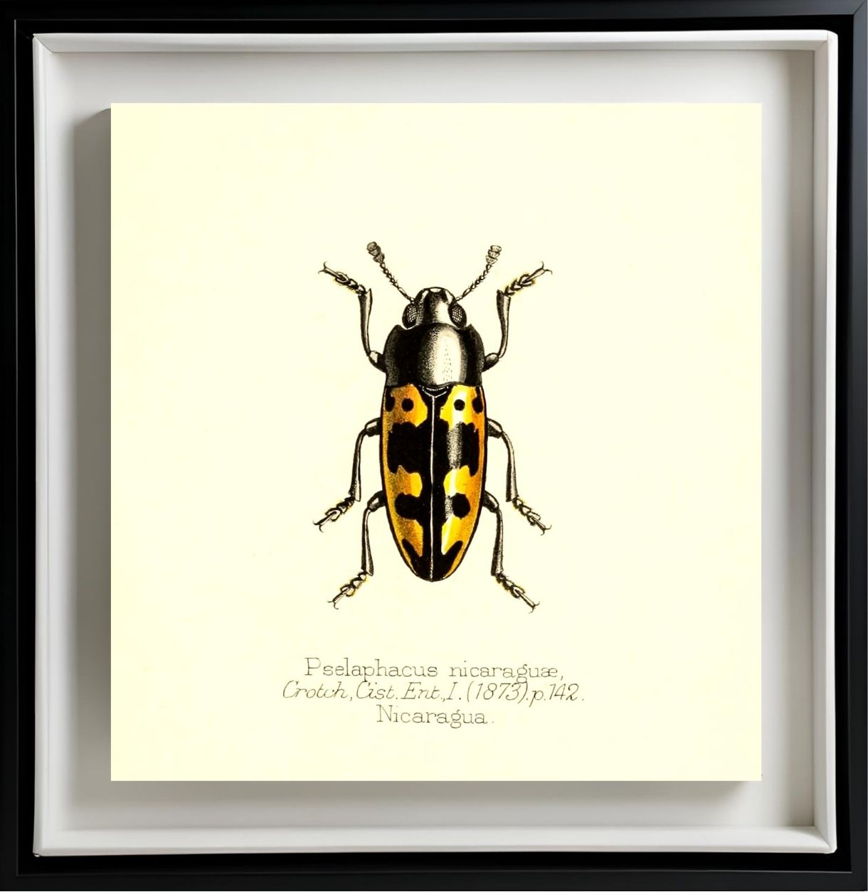 Pselaphacus Nicaraguae