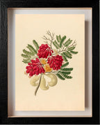 Schotia Speciosa (Schotia Affra)