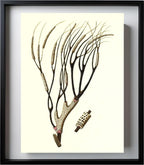 Gorgonia antipathes 2