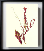 Gorgonia coralloides