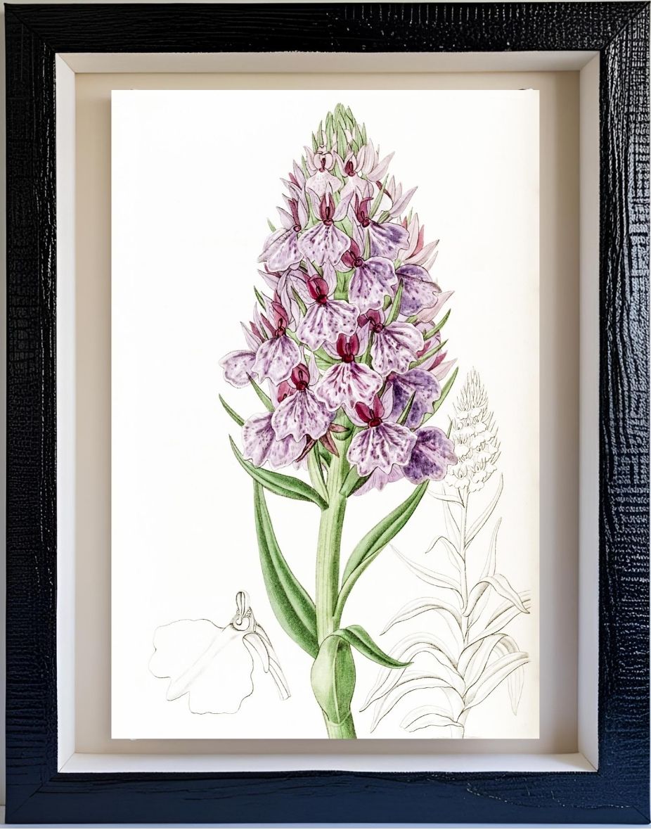 Leafy-Spiked Orchis