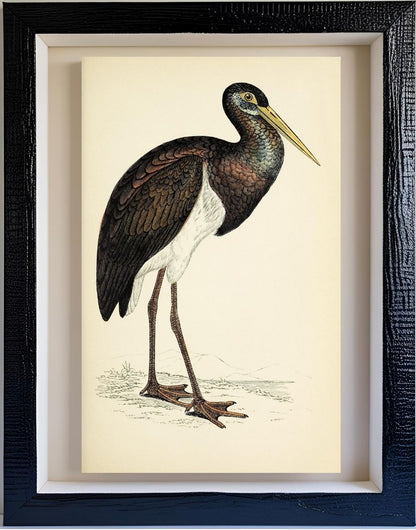 Black Stork
