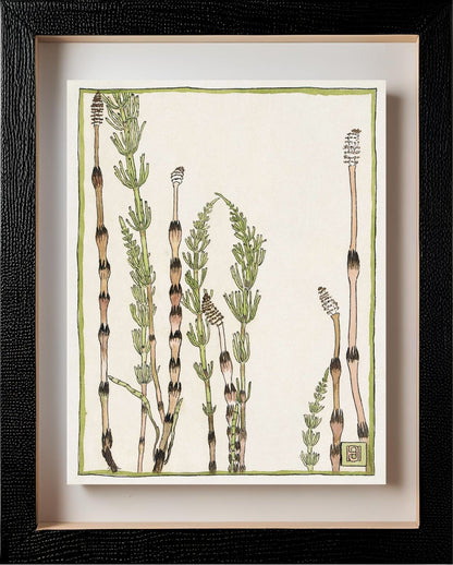 Horsetail