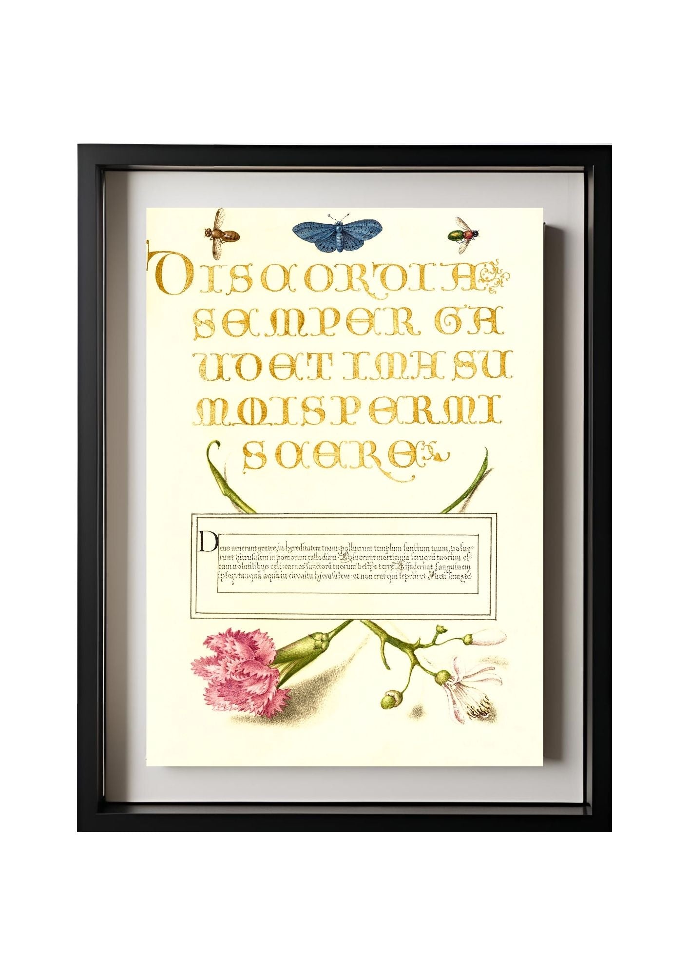 Insects, Carnation, and Judas Tree