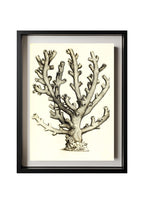 Caryophillia ramea