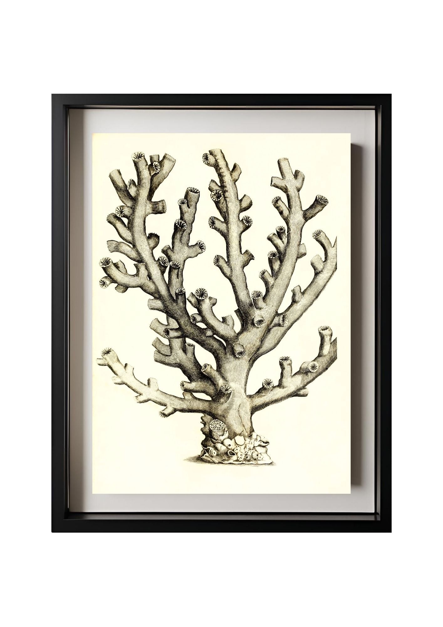 Caryophillia ramea