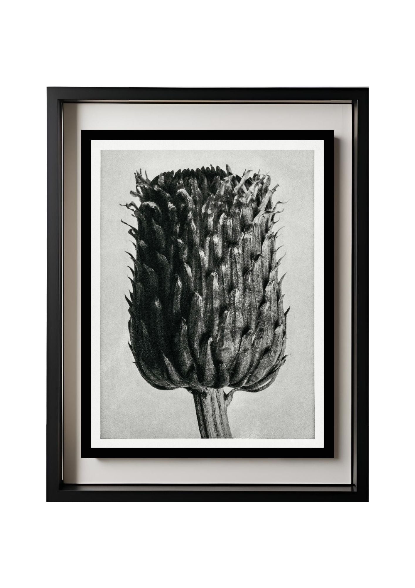 Cirsium Canum (Thistle) Flower Head