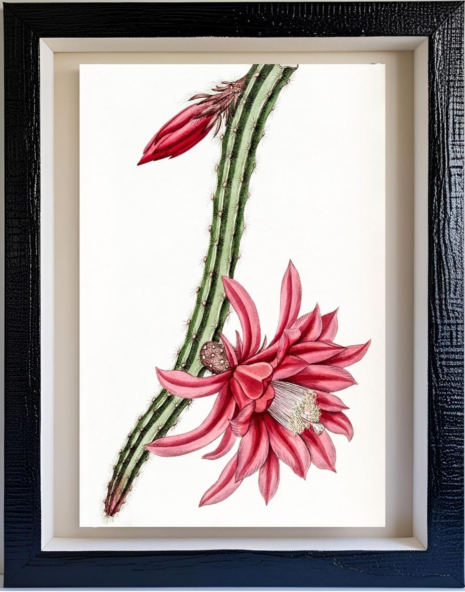 Crimson Creeping Cereus