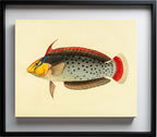 Labrus Formosus