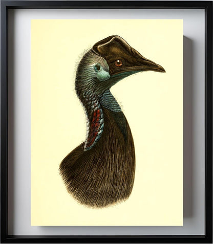 Casuarius Bennetti