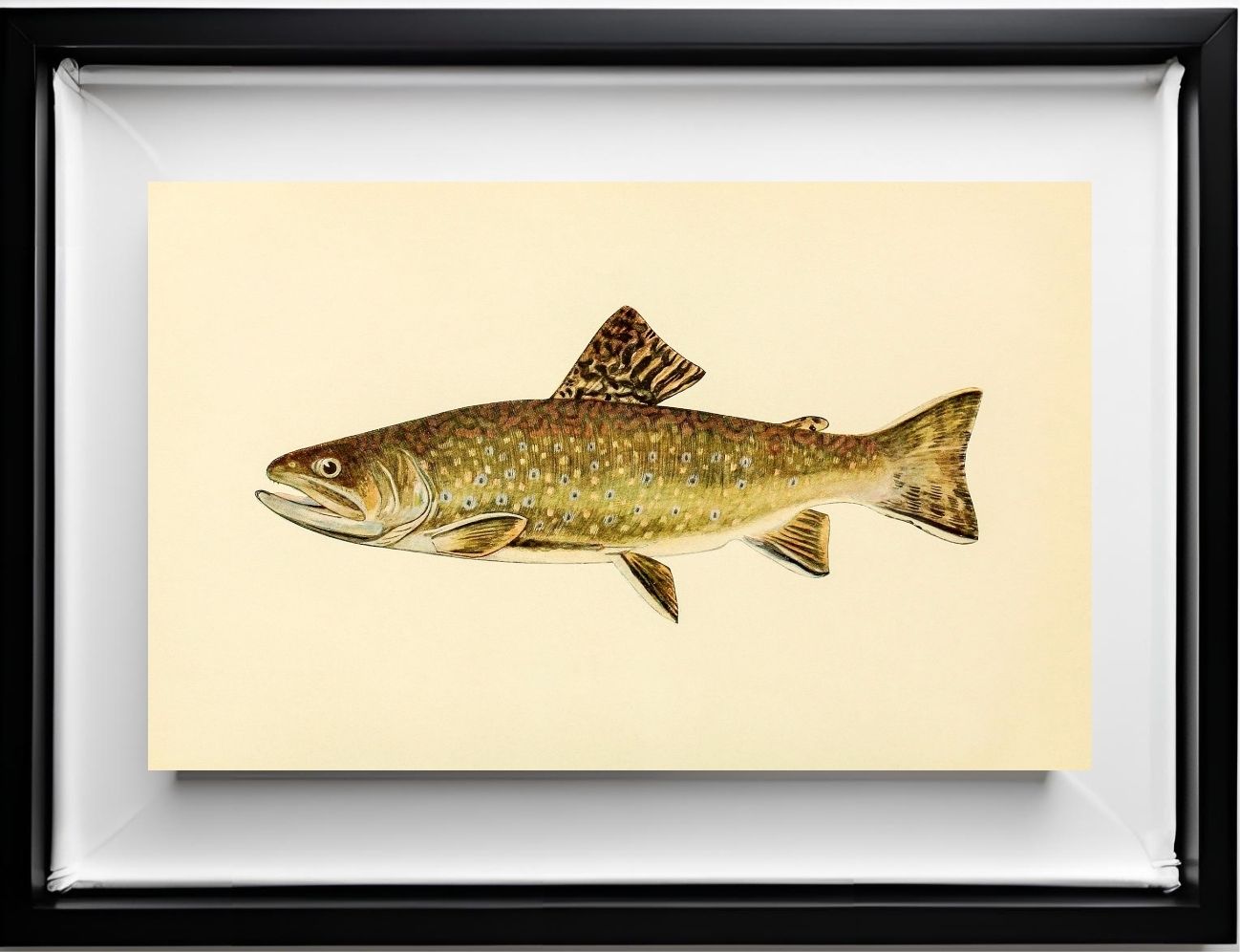 The Brook Trout (Adult Male) Salvelinus-Fontinalis (early spring coloration)