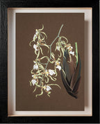 Oncidium Phymatochylum