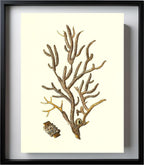 Gorgonia placomus 4