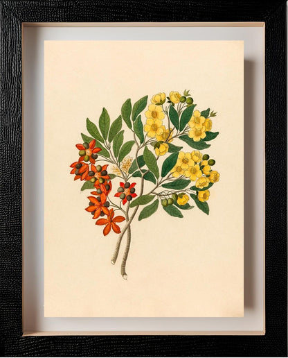 Icosandria Monog. (Ochna Arborea)