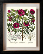 Rose of Sharon, Stinking chamomile, Malcolm stock 2