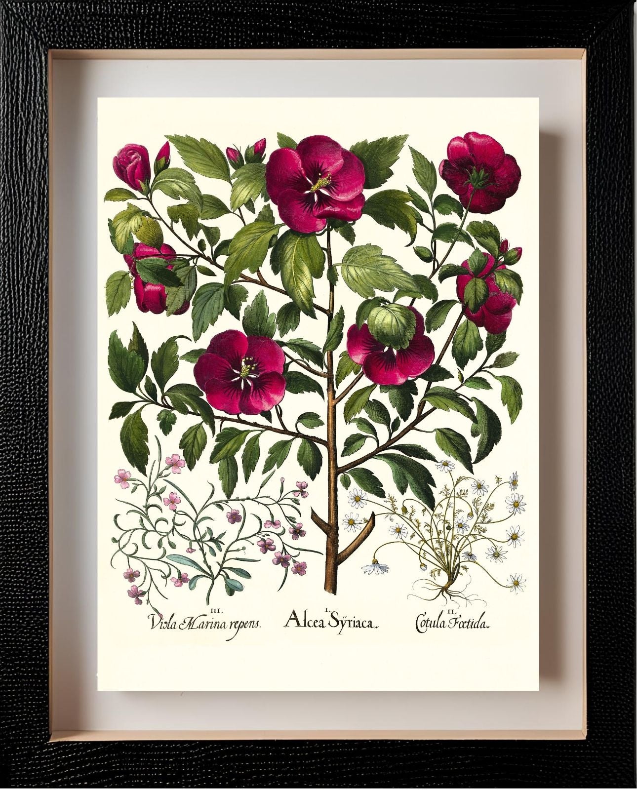 Rose of Sharon, Stinking chamomile, Malcolm stock 2