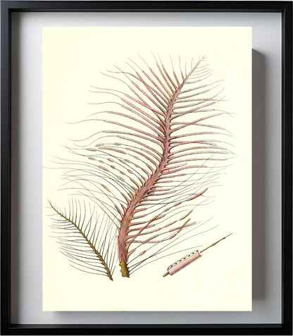 Gorgonia fetofa