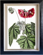 Umbel-flowered Mallow