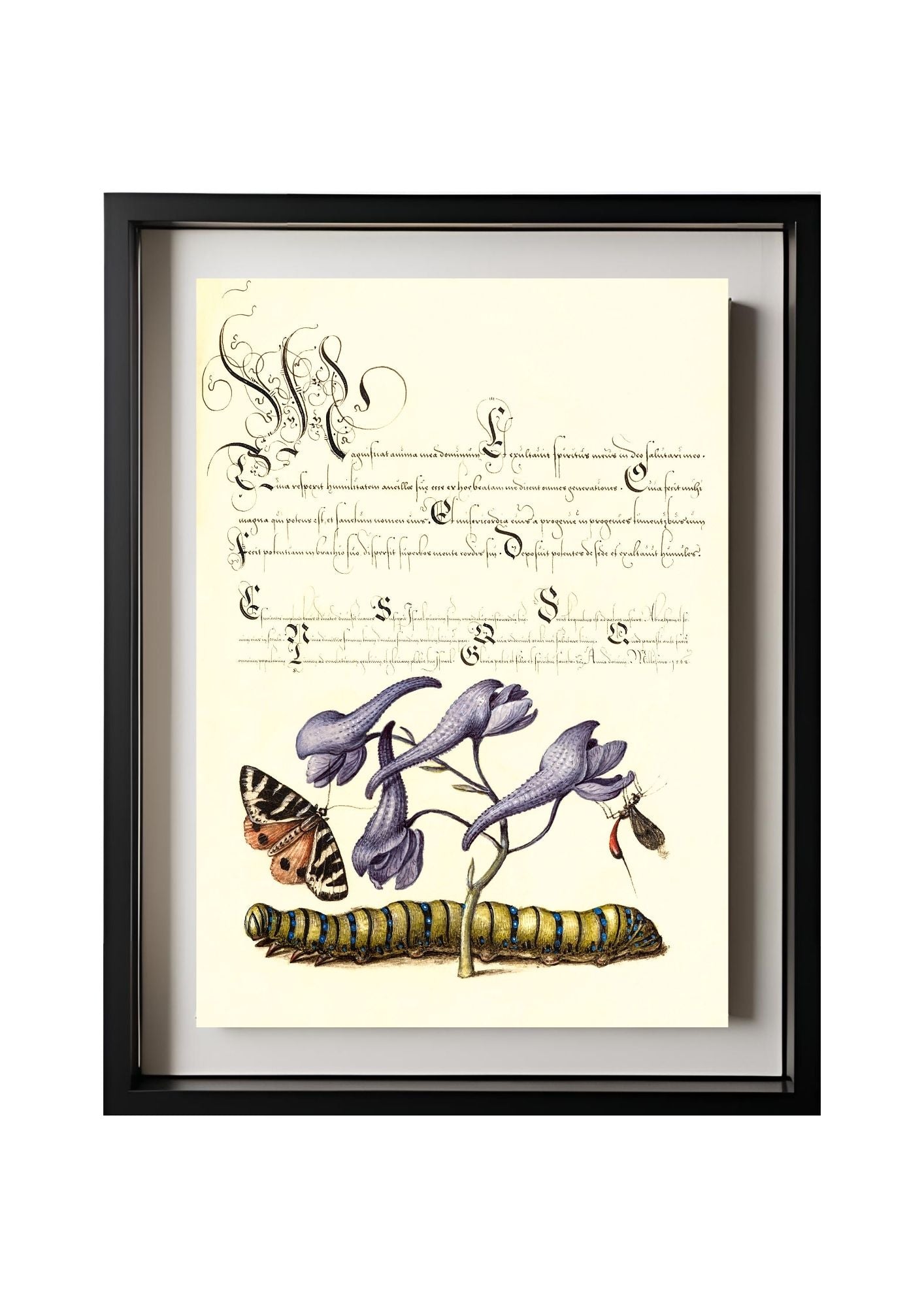 Scarlet Tiger-Moth, Larkspur, Insect, and Caterpillar