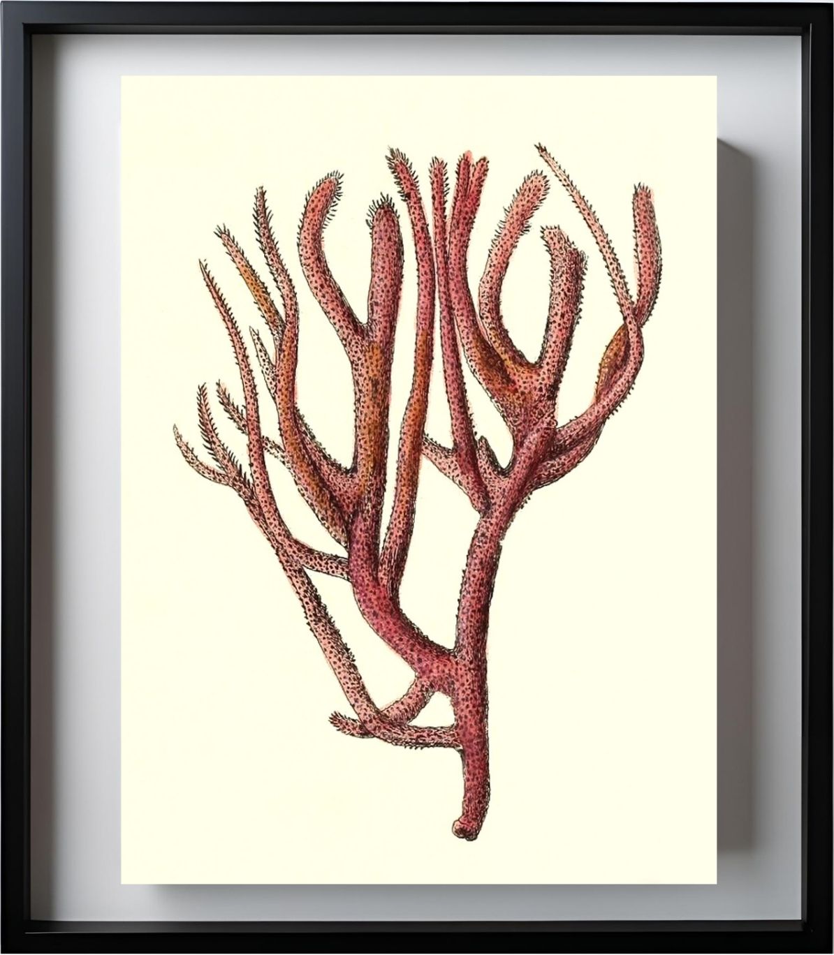 Spongia rubicunda