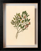 Celastrus (Apodytes Dimidiata)