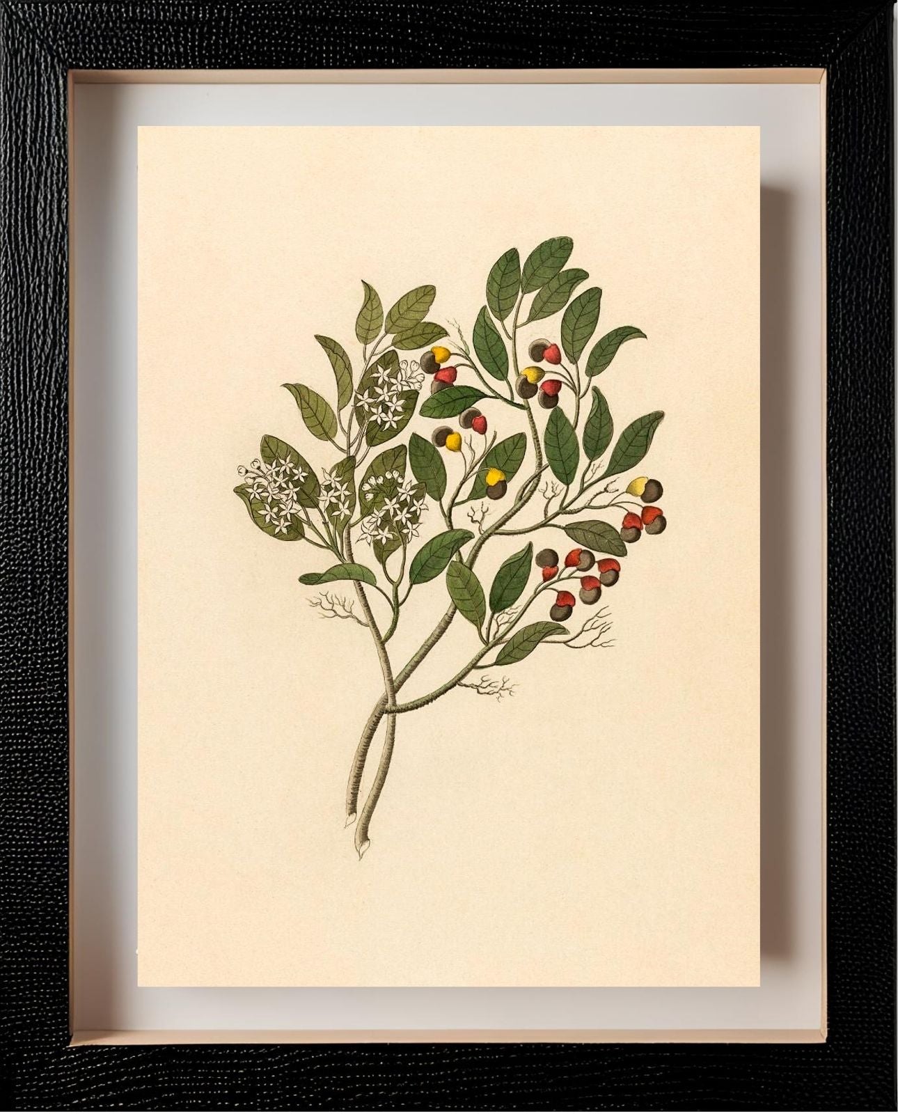 Celastrus (Apodytes Dimidiata)