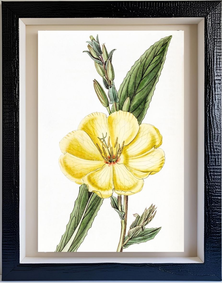 Large-Flowered Biennial Evening Primrose