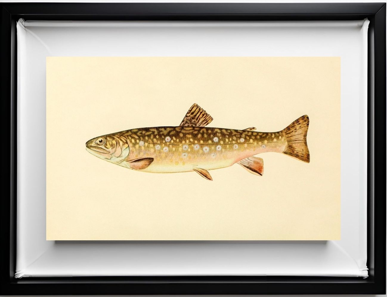 The Brook Trout (Adult Female) Salvelinus-Fontinalis