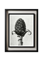 Petasites Officinalis (Butterbur)