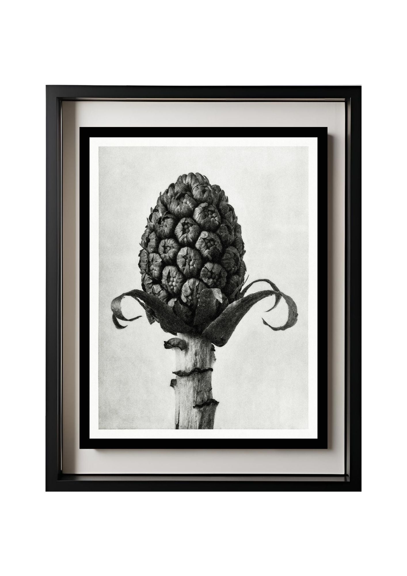 Petasites Officinalis (Butterbur)