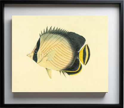 Chaetodon Vagabundus