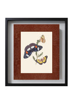 Butterflies 3