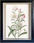 Large-flowered Helichrysum