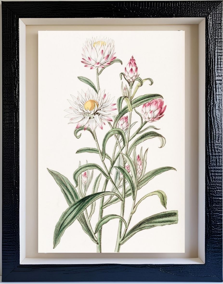 Large-flowered Helichrysum