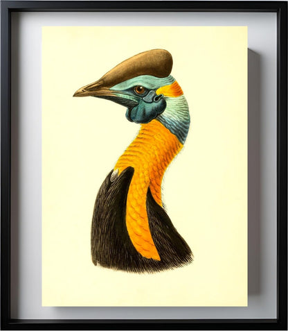 Casuarius Uniappendiculatus Aurantiacus