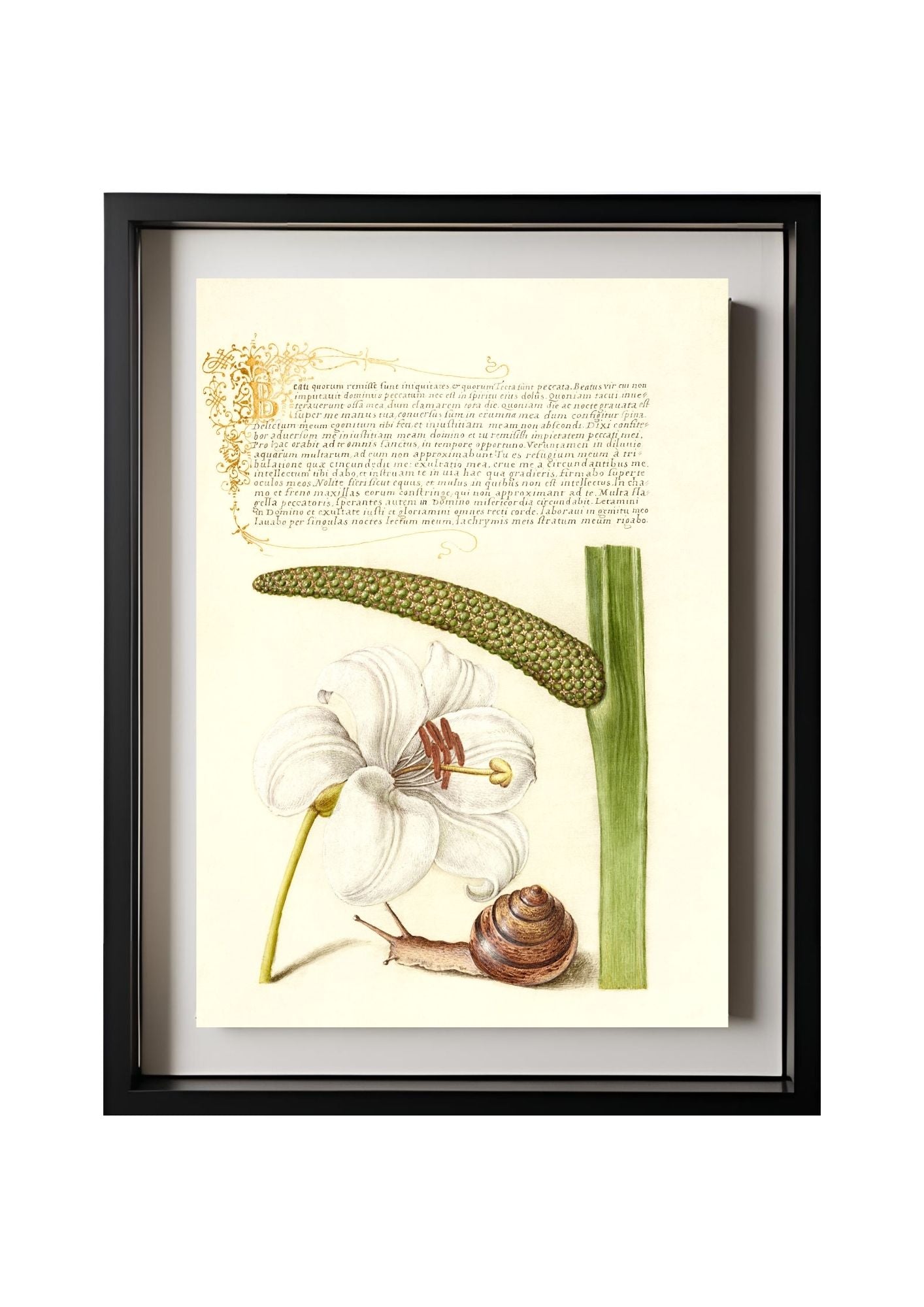 Madonna Lily, Terrestrial Mollusk, and Sweet Flag