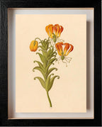 Gloriosa (Gloriosa Superba)