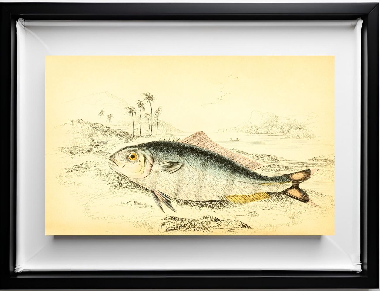 Indian Pilot-Fish