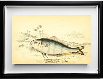 Indian Pilot-Fish